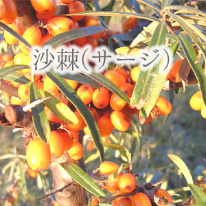 紅沙棘ホンサージ、セ・サージ