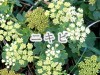 atopi_pict003